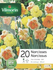 Narcisse Fleur D'Orchidée en Mélange (x20)